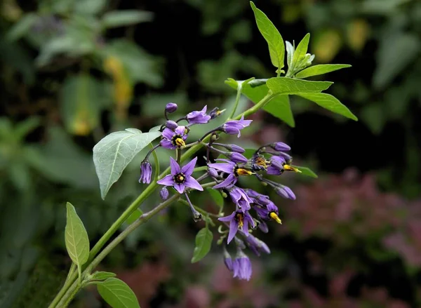 Lila Kwiaty Solanum Dulcamara Plaant Zbliżenie — Zdjęcie stockowe