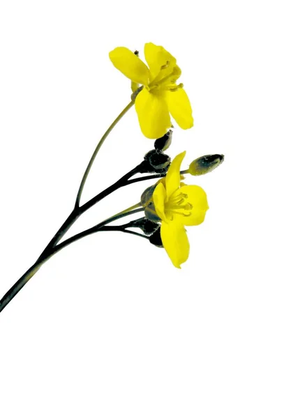 Pequenas Flores Tetrapetalous Amarelas Arula Veg Eruca Vesicaria Brassicaceae — Fotografia de Stock