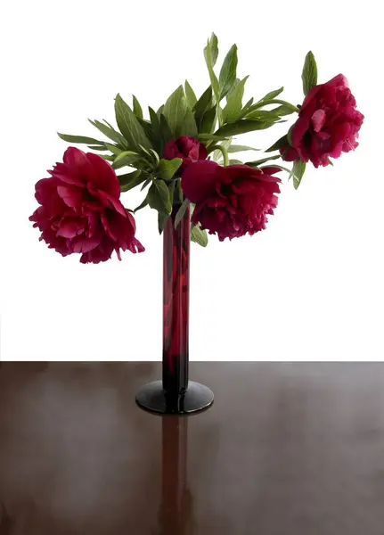 Pretty Colorful Peonies Blooming June Close — Stock Photo, Image