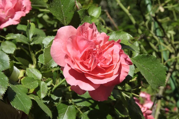 stock image pretty pink rose in the garden close up