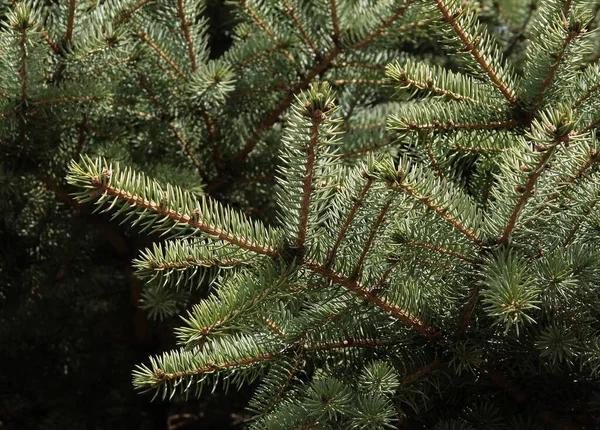 Fichte Nadelbaum Und Braune Trockene Zapfen — Stockfoto