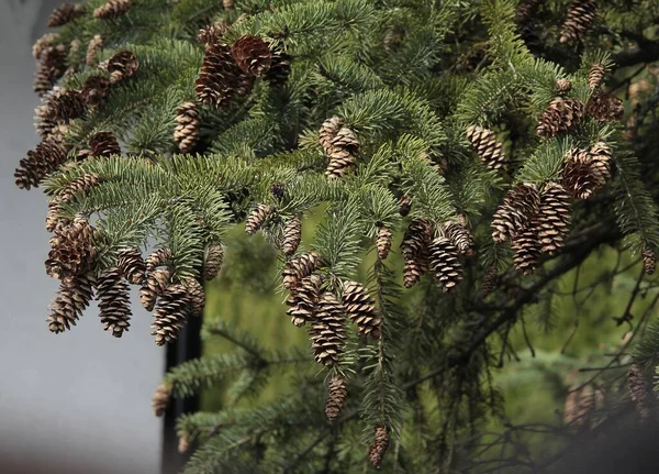 Spruce Coniferous Tree Brown Dry Cones — Stock Photo, Image