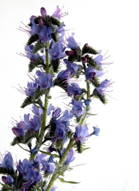 Vahşi bitki Echium vulgare-blueweed 'in oldukça renkli çiçekleri