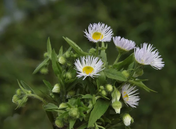 エリゲロン デイジー フラバネ野生植物の白またはリラの花を閉じます — ストック写真