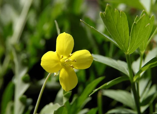 Mały Żółty Tetrapetalous Kwiaty Arula Veg Eruca Vesicaria Brassicaceae — Zdjęcie stockowe