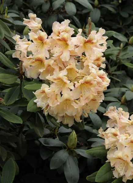 Olika Rgglada Blommor Rhododendron Buske Ren — Stockfoto