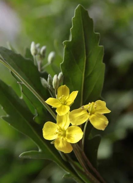 Små Gula Tetrapetala Blommor Arula Veg Eruca Vesicaria Brassicaceae — Stockfoto