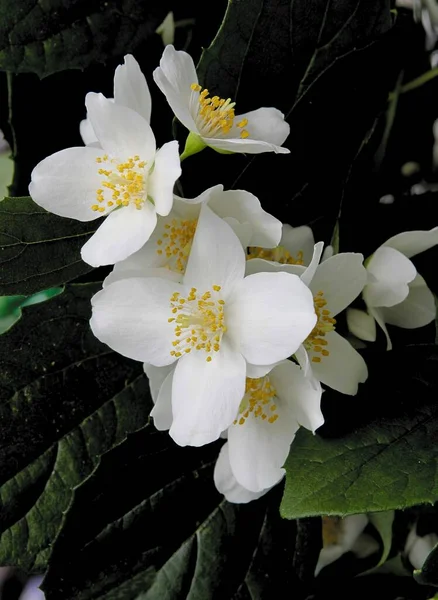 Blanco Fragante Flores Jazmín Arbusto Primavera Cerca — Foto de Stock