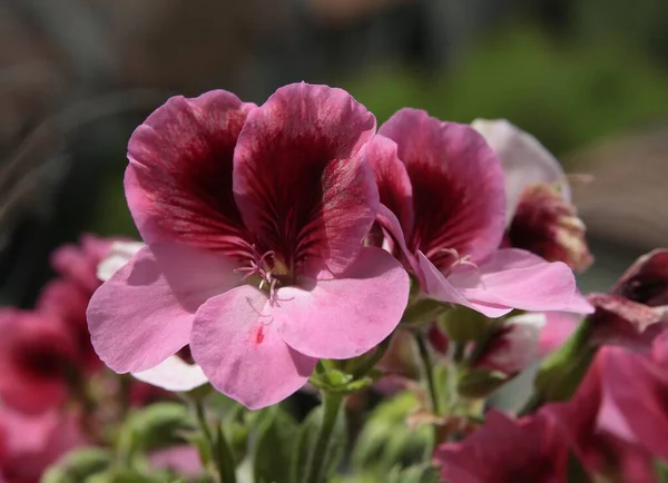 Vackra Rosa Och Röda Blommor Geranium Krukväxt Närbild — Stockfoto