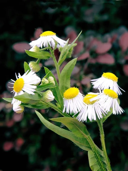 Witte Lila Stromende Planten Van Wilde Planten Met Rigeron Madeliefjes — Stockfoto