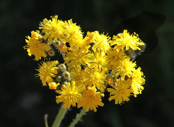 Les Fleurs Jaunes Plante Sauvage Crepis Biennis Dans Prairie — Photo