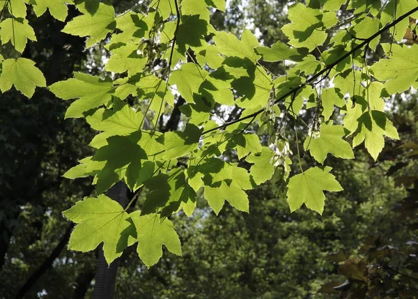 Árbol Arce Sicomoro Con Follaje Verde Luz Del Sol —  Fotos de Stock