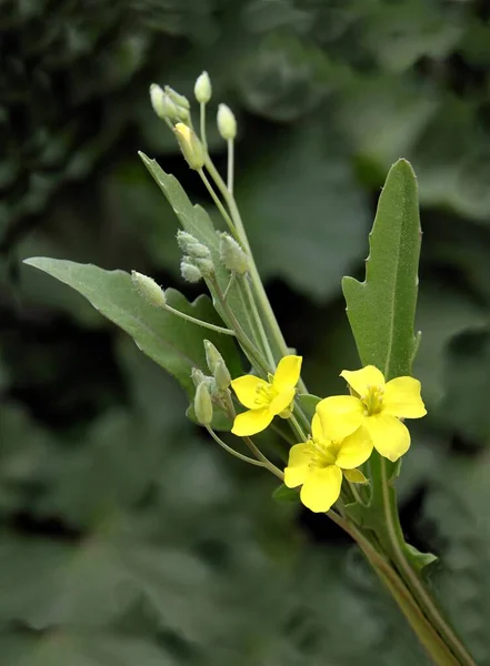 Маленькие Желтые Тетрапетальные Цветы Arula Veg Eruca Vesicaria Brassicaceae — стоковое фото