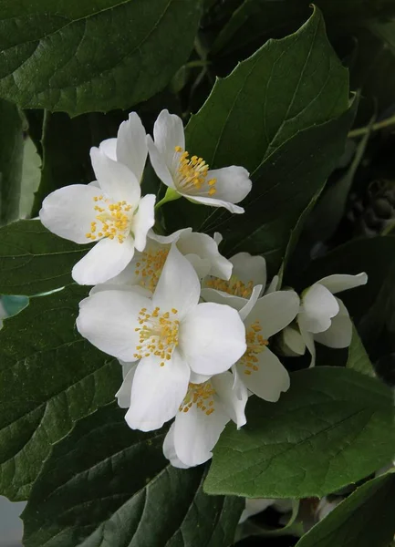 Fehér Illatos Virágok Jázmin Bokor Tavasszal Közelről — Stock Fotó