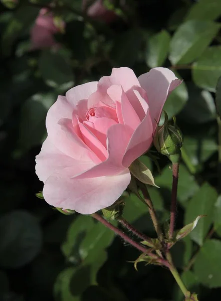Ładna Różowa Róża Ogrodzie Bliska — Zdjęcie stockowe