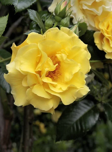 Красивые Красочные Разноцветные Розы Цветущие Саду Парке Вблизи — стоковое фото