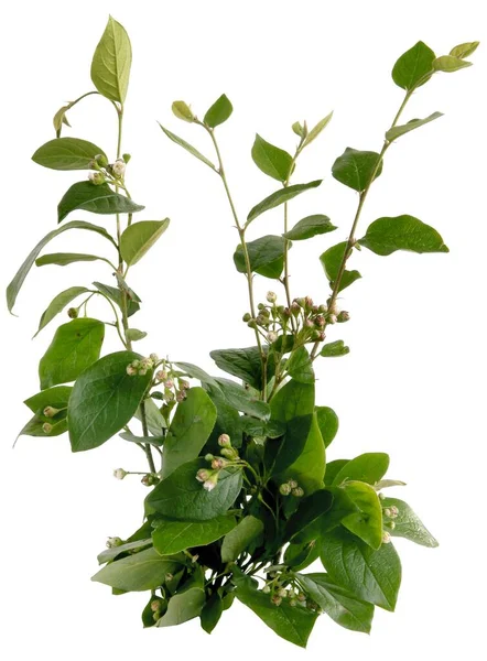 Cotoneaster Lucidus Buisson Avec Petites Fleurs Roses Feuillage Vert Gros — Photo