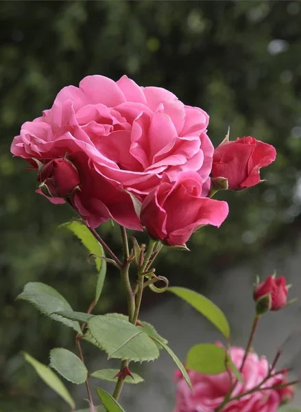 Ładna Różowa Róża Ogrodzie Bliska — Zdjęcie stockowe