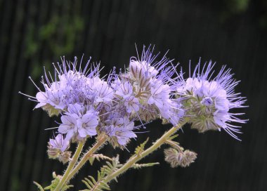 Phacelia tanacetifolia bitkisinin Lila çiçekleri