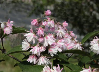 Çiçeklerin beyaz ve pembe taç yaprakları İlkbaharda Deutzia Scabra çalısı