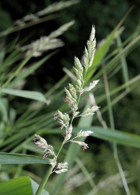 İlkbaharda filizlenen çeşitli otlar.