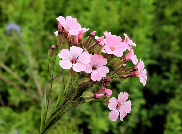 ピンクの花のジプシー フィルム ワクチュラリア コベルバリア ヒスパニカ植物クローズアップ — ストック写真