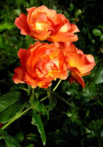 美丽的 五彩缤纷的玫瑰在花园里或公园里盛开 — 图库照片