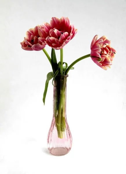 Posy Jolies Tulipes Roses Dans Vase Verre Isolé Gros Plan — Photo
