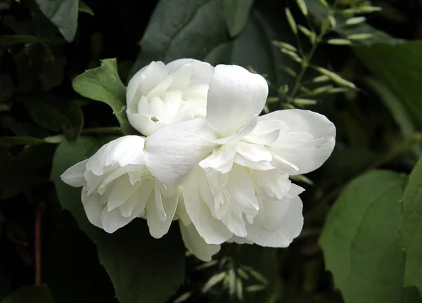 White Fragrant Flowers Jasmine Bush Spring Close — Stock Photo, Image