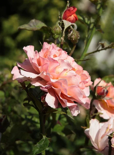 Flot Farverige Flerfarvede Roser Blomstrer Haven Eller Parken Tæt - Stock-foto