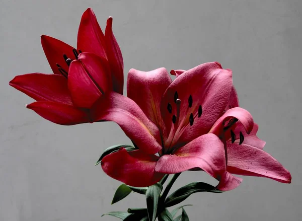 Vörös Liliom Virágzik Kertben Közelről — Stock Fotó