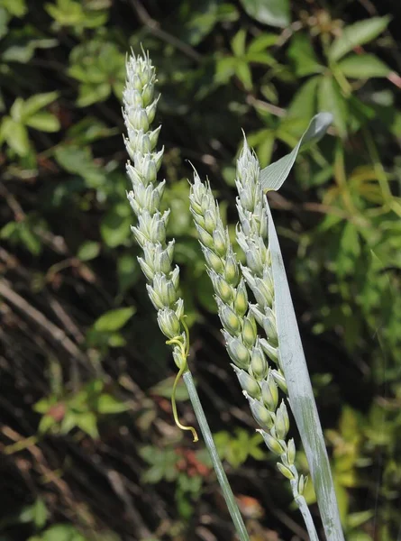 Зеленые Растущие Зерновые Растения Пшеницы Крупным Планом — стоковое фото