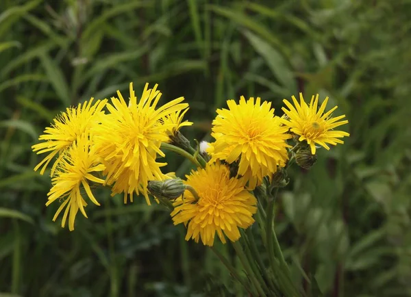 Žluté Květy Divoké Rostliny Krepis Biennis Louce — Stock fotografie