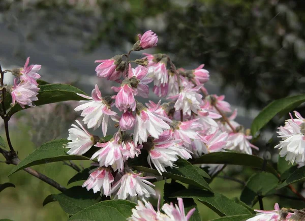 White Pink Petals Flowers Deutzia Scabra Bush Spring — Stock Photo, Image