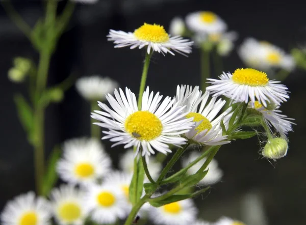 Bílé Nebo Lila Květy Erigeron Daisy Bleší Rostlina Zblízka — Stock fotografie
