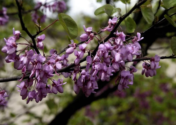 Фиолетовые Цветы Цветущего Дерева Cersis Siliquastrum Judas Весной — стоковое фото