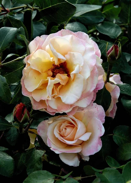 Όμορφα Πολύχρωμα Πολύχρωμα Τριαντάφυλλα Ανθίζουν Στον Κήπο Πάρκο Από Κοντά — Φωτογραφία Αρχείου