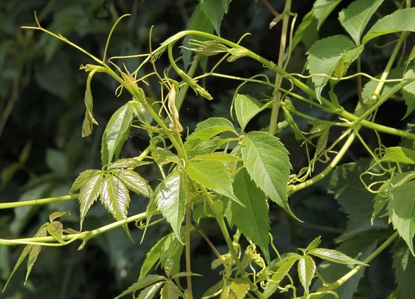 Lezecká Rostlina Parthenocissus Quinquefolia Rostoucími Listy Jaře — Stock fotografie