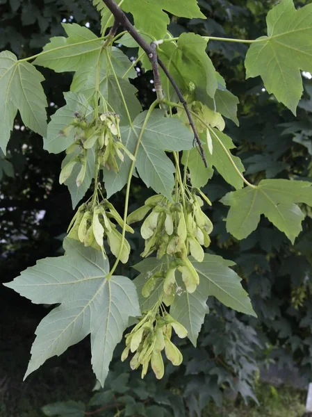 春の終わりに翼のある種子を持つシカモアカエデの木 — ストック写真