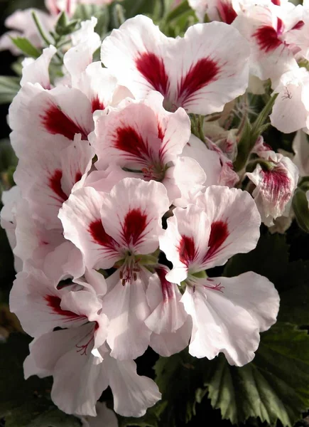 Sardunya Saksı Bitkisinin Güzel Pembe Kırmızı Çiçekleri — Stok fotoğraf