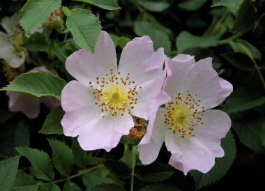 Rosa Canina 'nın güzel pembe çiçeği