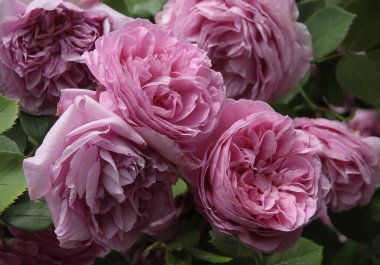 Bahçedeki güzel renkli güller. Kapatın.