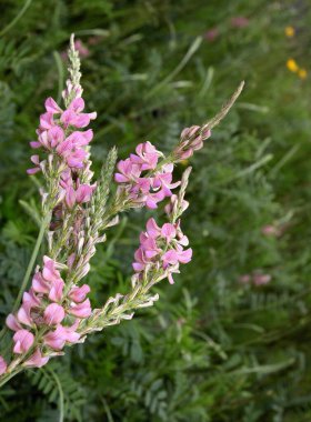 İlkbaharda ONOBRYCHIS VİYFOLIA bitkisinin pembe çiçekleri kapanıyor