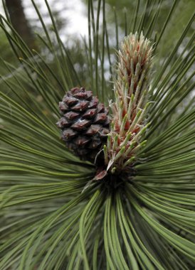 İlkbaharda çam ağacı...