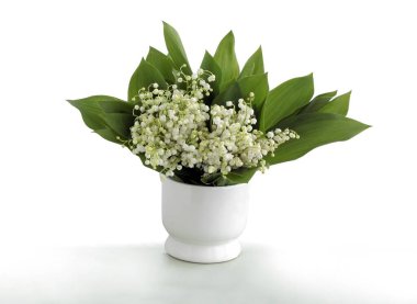 Bir demet güzel kokulu çiçek İlkbaharda Convallaria Maialis