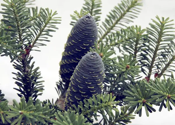 Cones Verdes Abbies Coreana Árvore Conífera Perto — Fotografia de Stock