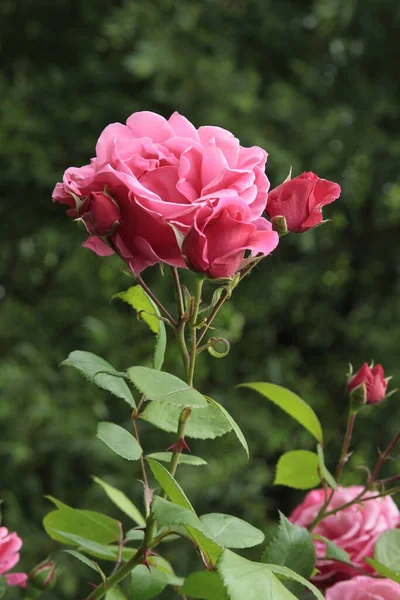 Pretty Pink Rose Garden Close — Stock Photo, Image