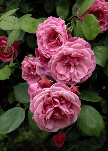 Όμορφο Ροζ Τριαντάφυλλο Στον Κήπο Από Κοντά — Φωτογραφία Αρχείου