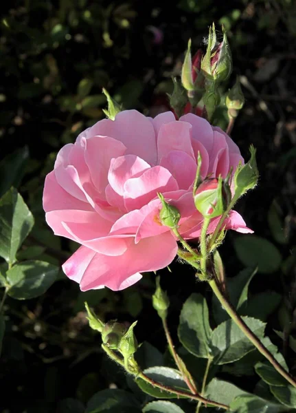 Jolie Rose Rose Dans Jardin Gros Plan — Photo