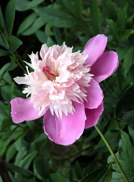 Floare Destul Roz Bujor Grădină Aproape — Fotografie, imagine de stoc
